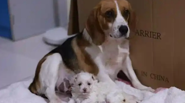 AI辅助去核提升犬科动物克隆效率 AI辅助去核提升犬科动物克隆效率