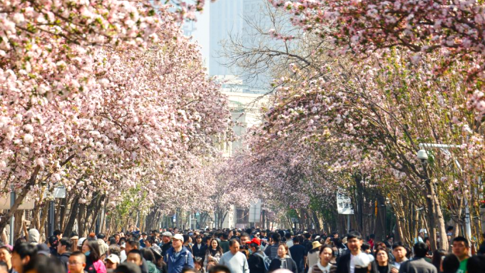 “逛洋楼、赏海棠、品美食”天津五大道海棠花节邀你共赴春日