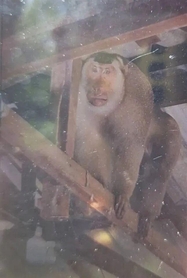 泰国63岁老人家中遭野生猕猴攻击：被咬几十口不幸身亡