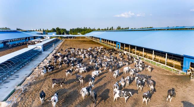 蒙牛不忘初心“强乳兴农” 探索产业振兴助力乡村振兴新路径(图1) 蒙牛不忘初心“强乳兴农” 探索产业振兴助力乡村振兴新路径(图1)