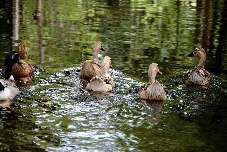 区域公共品牌|秦邮蛋品:老字号开拓新市场(图6) 区域公共品牌|秦邮蛋品:老字号开拓新市场(图6)