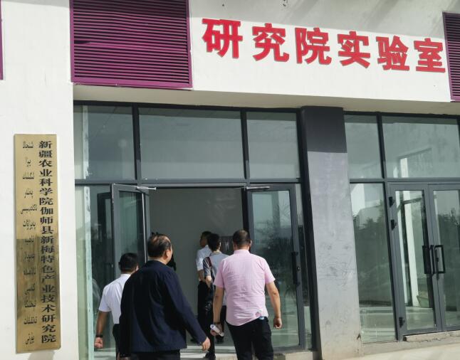 农业科技创新加"料" 新疆伽师新梅变乡村振兴"金"果(图4) 农业科技创新加"料" 新疆伽师新梅变乡村振兴"金"果(图4)