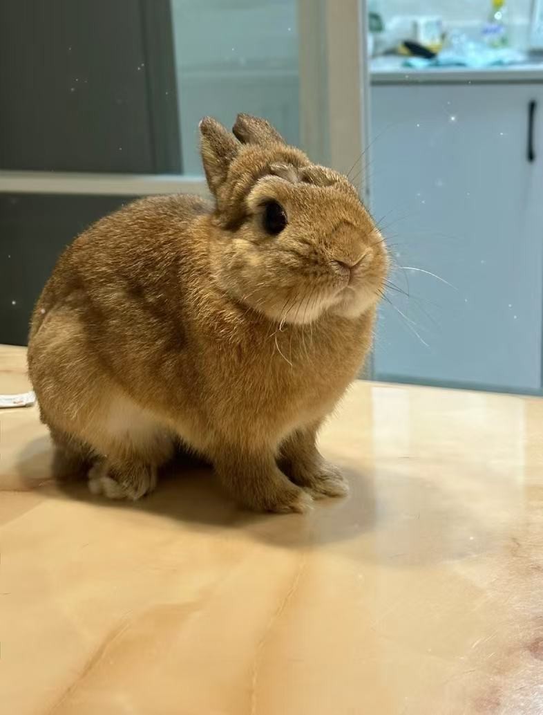 换季时兔毛满天飞?BCM揭秘:如何实现肠道健康与毛发光泽的黄金平衡(图3) 换季时兔毛满天飞?BCM揭秘:如何实现肠道健康与毛发光泽的黄金平衡(图3)