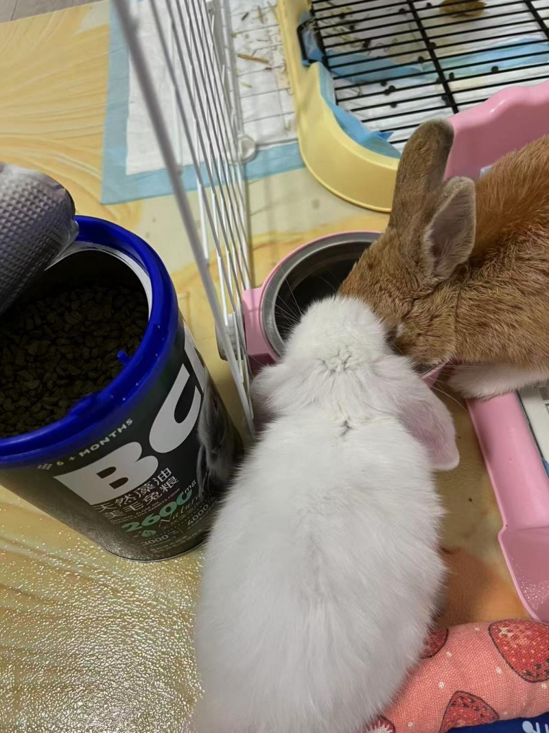 换季时兔毛满天飞?BCM揭秘:如何实现肠道健康与毛发光泽的黄金平衡(图15) 换季时兔毛满天飞?BCM揭秘:如何实现肠道健康与毛发光泽的黄金平衡(图15)