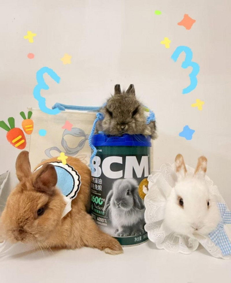 换季时兔毛满天飞?BCM揭秘:如何实现肠道健康与毛发光泽的黄金平衡(图16) 换季时兔毛满天飞?BCM揭秘:如何实现肠道健康与毛发光泽的黄金平衡(图16)